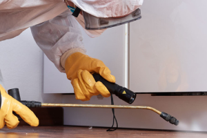 Messie Schädlingsbekämpfung Oldenburg